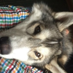 Олег Ящук, 07.02.1988, Москва