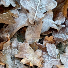 Екатерина В