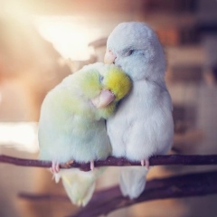 Надиюшка Надиева