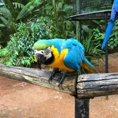 Алёна Великая, 07.11, Москва