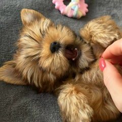 Maria Maria, Москва