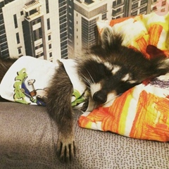 Руслан Голота, 31.07.1987, Сумы