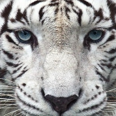 Лана Курто, 12.11, Мариуполь