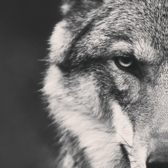 Роман Толочин, 25.06.1995, Васильков