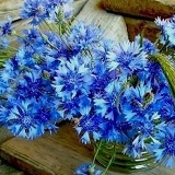 Анна Бармичева, Санкт-Петербург