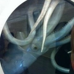 Сцук Сергей, 08.03.1989, Санкт-Петербург