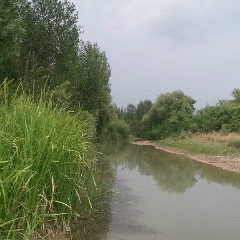 Saleem Ahmad, 31.03, Islamabad