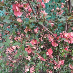 Мира Касымбекова, 16.02