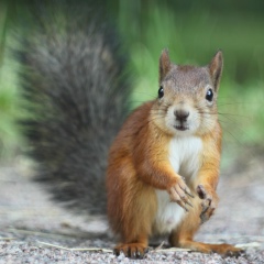 Игорь Белынцев, 23.04, Санкт-Петербург