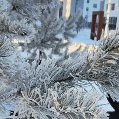 Анжелика Сашнёва, Тюмень