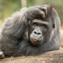 Сергей Махов, 07.09.1985
