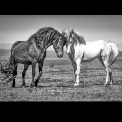 Морис Шуляк, 10.07.1983