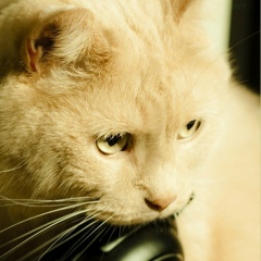 Станислав Щекин, Санкт-Петербург