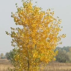 Елена Пархомова, 09.08.1980