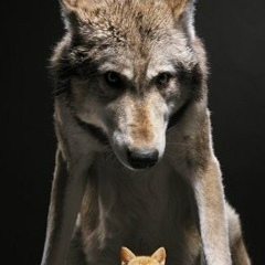 Асхат Шагыр, 01.07.2006