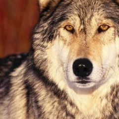 Ирина Оботнина, 11.04, Чернушка