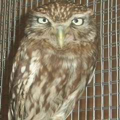 Светлана Лысенко, Magdeburg