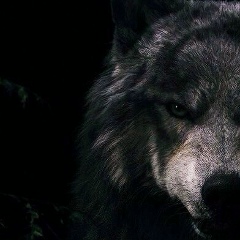 Xeyyam Kerimov, 01.10.1994, Губа