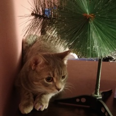 Елена Ткач, 10.10, Москва