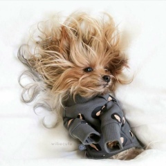 Eleni-Papadopouloou Eleni-Papadopoulou