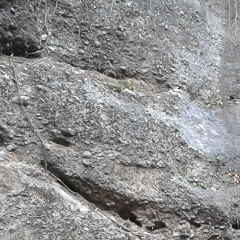 Chanhein Koko, 24.11.1986