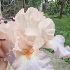 Марина Маринина, Калининград
