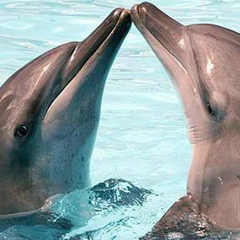 Eleusis Souza, 11.02.1967, Florianópolis