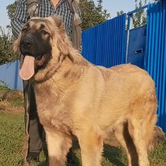 Александр Викторович, 18.06.1955