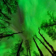 Радеон Вишневский, 01.01, Москва