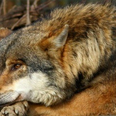 Магомед Гиназов, 16.09.1994, Грозный