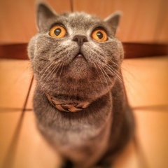 Дмитрий Локотков, Калининград