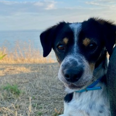 Анжелика Аникина, Санкт-Петербург