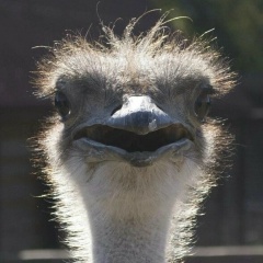 Яна Быкова, 27.10, Серпухов