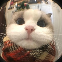 Бека Назаров, 23.10