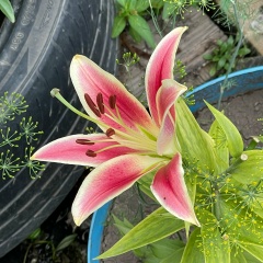 Елена Кучма, 18.01.1987, Астана