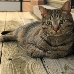 Ирина Шабанова