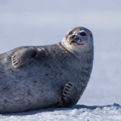 Абдулла Даитбеков, 30.09.1988, Махачкала
