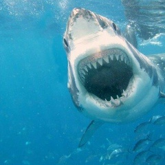 Carlos Tankian, 07.12.1995, Salvador