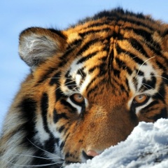 Марат Мирсо, 20.06.1992, Санкт-Петербург