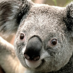 Денис Лебедев, 25.05.1981, Севастополь