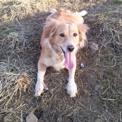 Анастасия Свиридова, Череповец