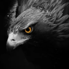 Zakir Leki, 25.07.1985, Махачкала