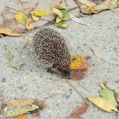 Виктор Вэлл, 13.05