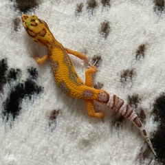 Дарья Ковальчук, 02.03