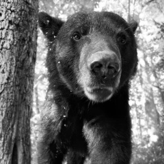 Светобор Доброгневов, 15.09, Москва