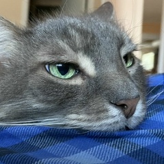 Алексей Лебедев, 16.12.1986, Санкт-Петербург