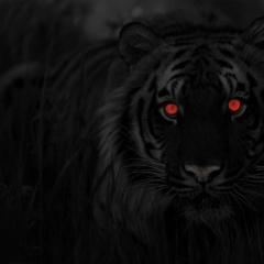 Victory Billy, 02.08.1988