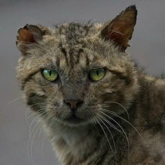 Ислам Каниев, 13.05.1996, Кизляр