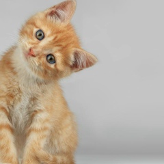 Сережа Витко, 14.03.1984, Несвиж