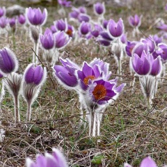 Татьяна Арт, Старый Крым